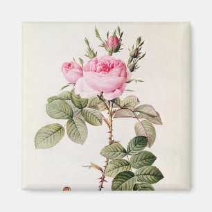 Aimant Rosa Bifera Officinalis, des 'roses de Les