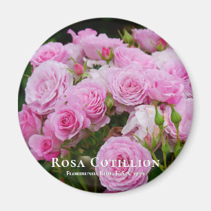Aimant Rosa Cotillion