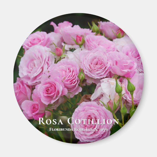 Aimant Rosa Cotillion (Devant)