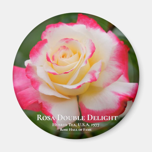 Aimant Rosa Double Delight (Devant)