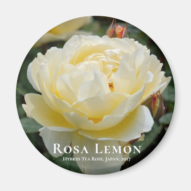 Aimant Rosa Lemon (Devant)