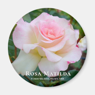 Aimant Rosa Matilda