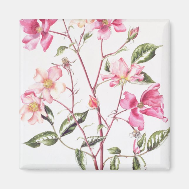 Aimant Rosa 'Mutabilis' 1996 (Devant)