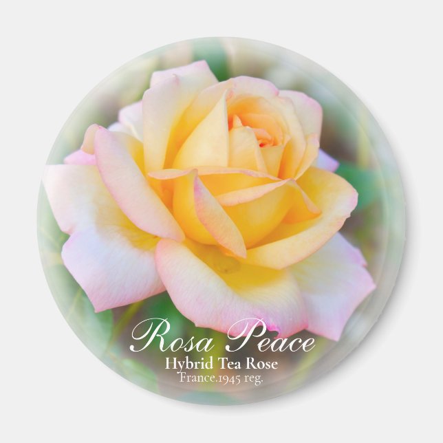 Aimant Rosa Peace (Devant)
