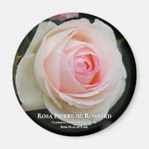 Aimant Rosa Pierre de Ronsard