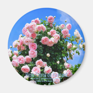 Aimant Rosa Pierre de Ronsard [Aimant rond]
