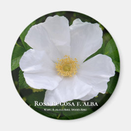 Aimant Rosa rugosa