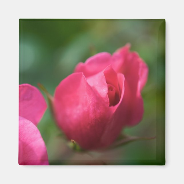 Aimant Rose (Devant)