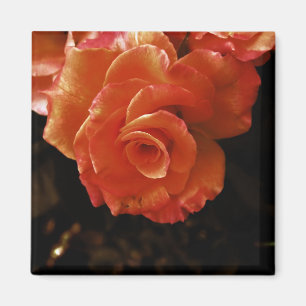 Aimant Rose