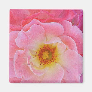 Aimant rose