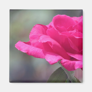 Aimant Rose