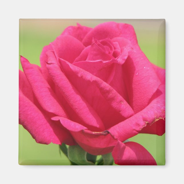 Aimant Rose (Devant)