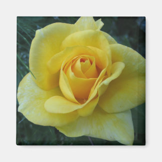 Aimant rose2 jaune