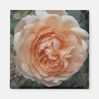 Aimant Rose Ambridge en pleine floraison