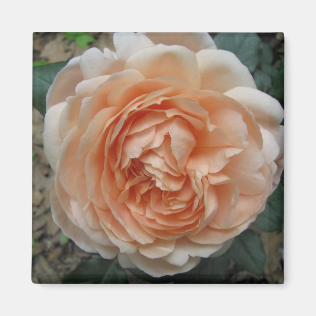 Aimant Rose Ambridge en pleine floraison (Devant)