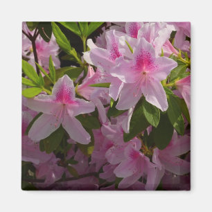 Aimant Rose Azalea Bush printemps floral