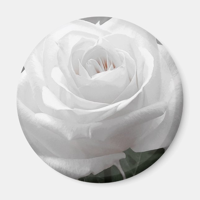 Aimant Rose blanche (Devant)