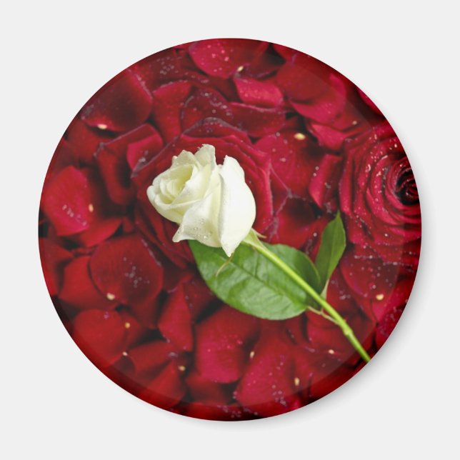 Aimant Rose blanche sur pétales rouges (Devant)