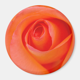 Aimant Rose Bouddha Orange Merveilleux