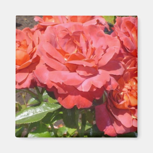 Aimant Rose de corail (Devant)
