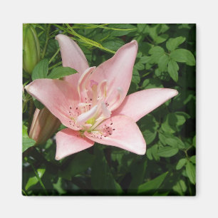 Aimant rose de lis