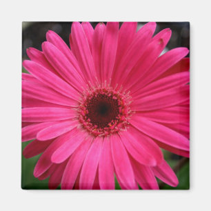 Aimant rose de marguerite de Gerbera