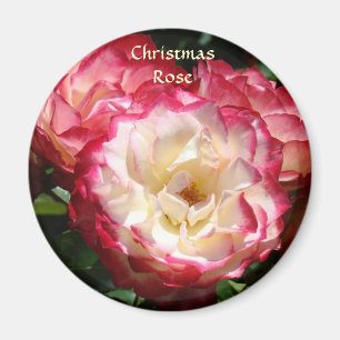 Aimant ROSE DE NOËL Roses roses blanches Magnets