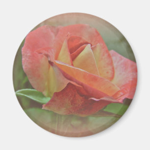 Aimant Rose de paix en fleurs