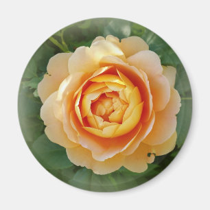 Aimant Rose d'or