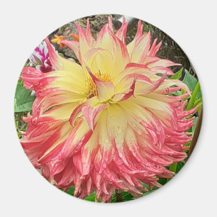 Aimant rose et jaune Dahlia