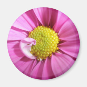 Aimant rose Gerber Daisy
