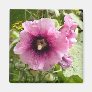 AIMANT ROSE HOLLYHOCK