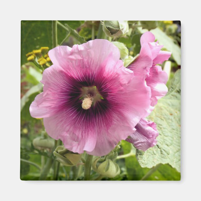 AIMANT ROSE HOLLYHOCK (Devant)