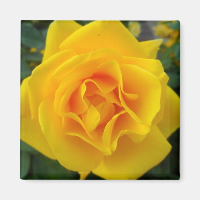 Aimant Rose jaune (Devant)
