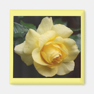 Aimant rose jaune