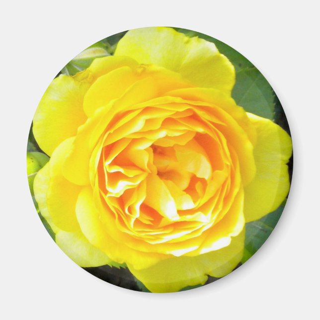 Aimant rose jaune (Devant)