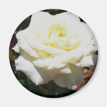 Rose jaune pâle