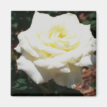 Rose jaune pâle