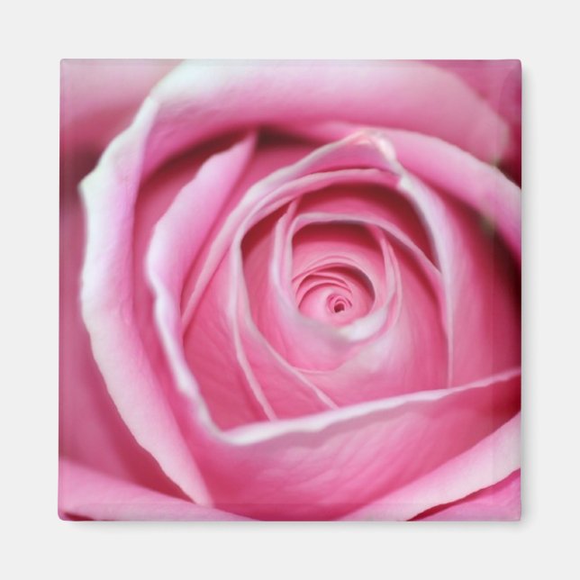 Aimant Rose parfaite (Devant)