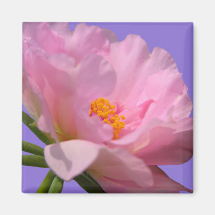 Aimant rose Peony