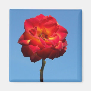 Aimant Rose Phoenix dans le Sky-magnet