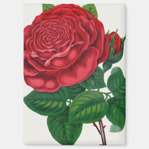 Aimant Rose Print Rochester Lithographing and Printing Co