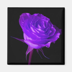 Aimant rose "Purple Glow"