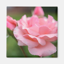 Aimant Rose Rose