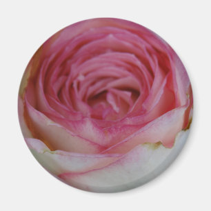 Aimant Rose rose