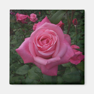 Aimant Rose Rose