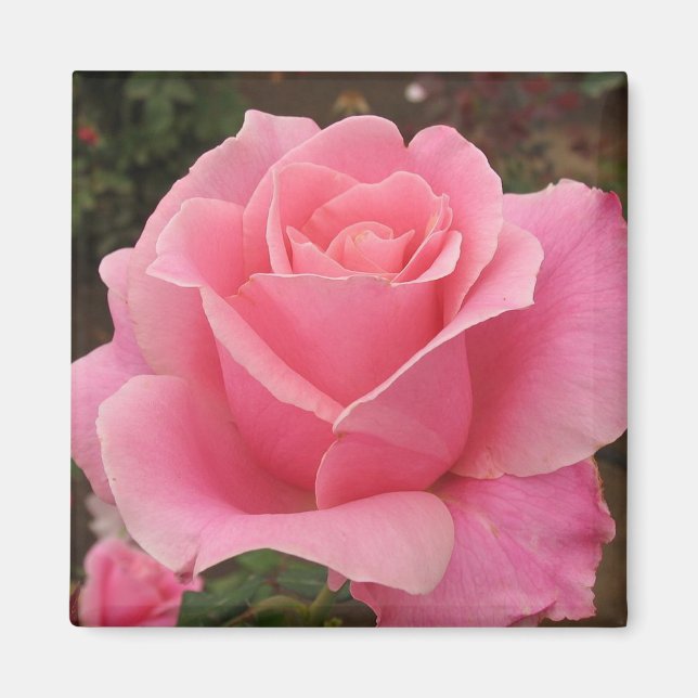 Aimant Rose rose rose (Devant)