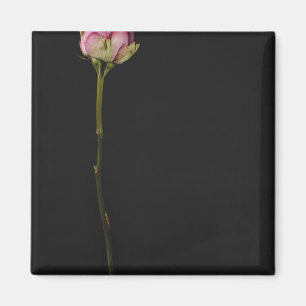 Aimant Rose rose rose 3