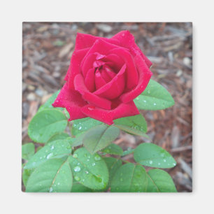 Aimant Rose rouge