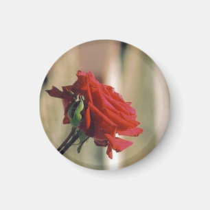 Aimant Rose rouge